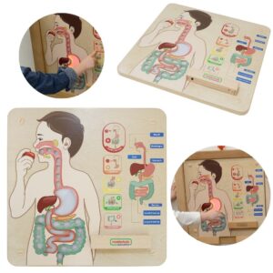 MASTERKIDZ Montessori Digestive System Educational Board