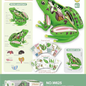 Animal Anatomy Educational Toy Frog